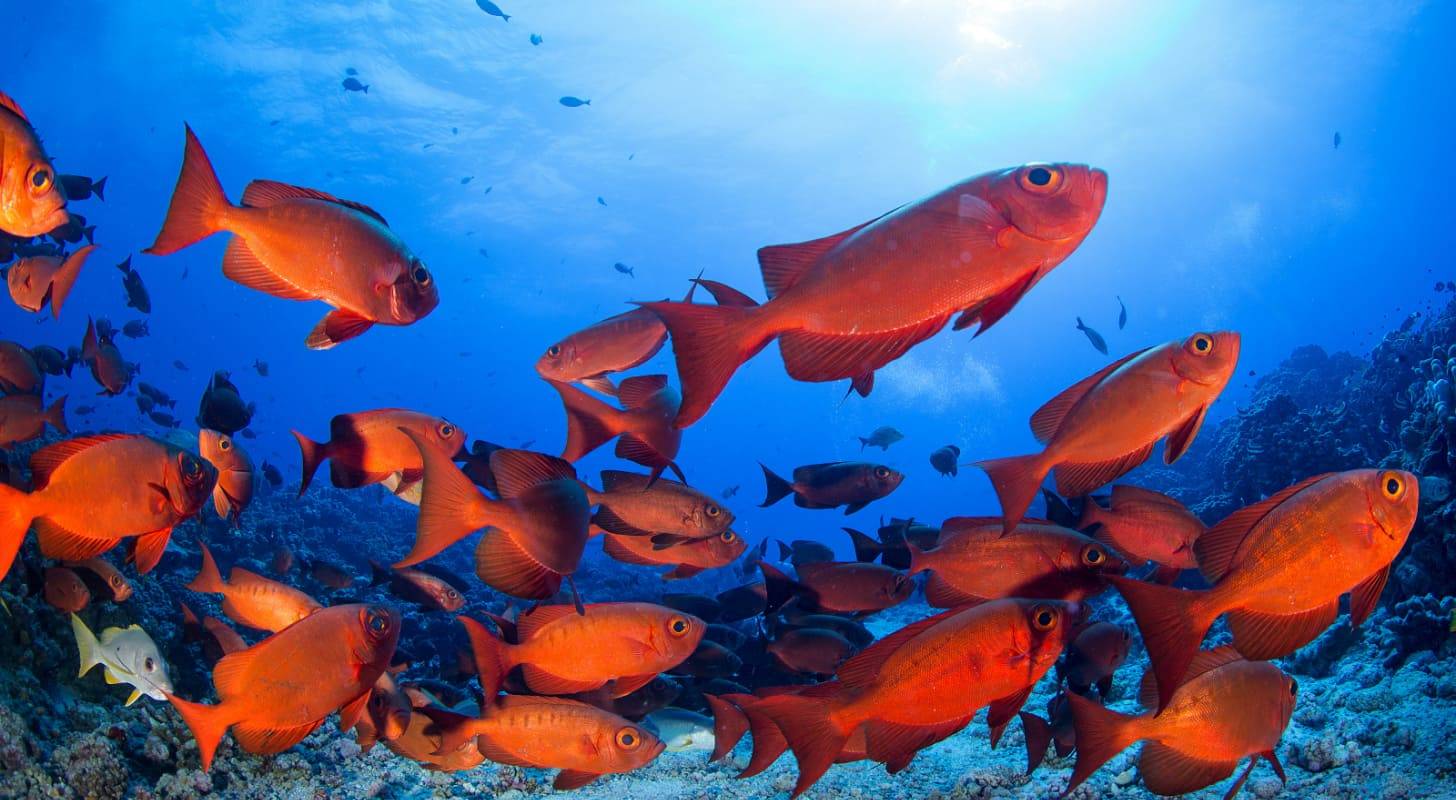Vol pas cher pour les iles Tuamotu