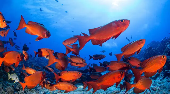 Faites du snorkeling au milieu des poissons multicolores Vol pas cher pour les iles Tuamotu