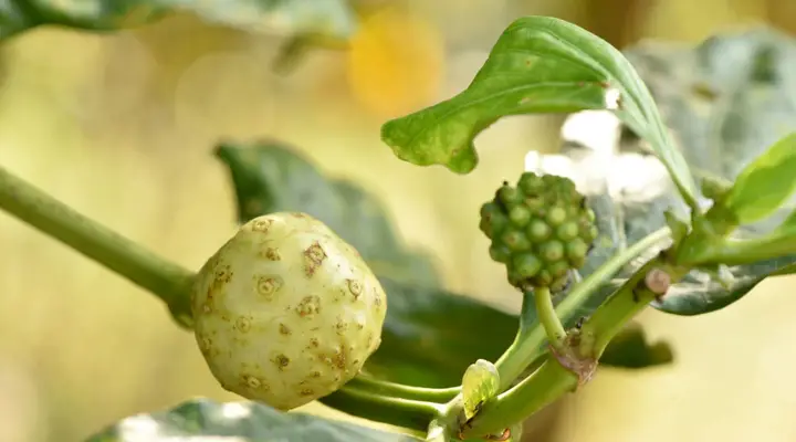 Dégustez un bon jus de Noni bio Vacances en Polynésie