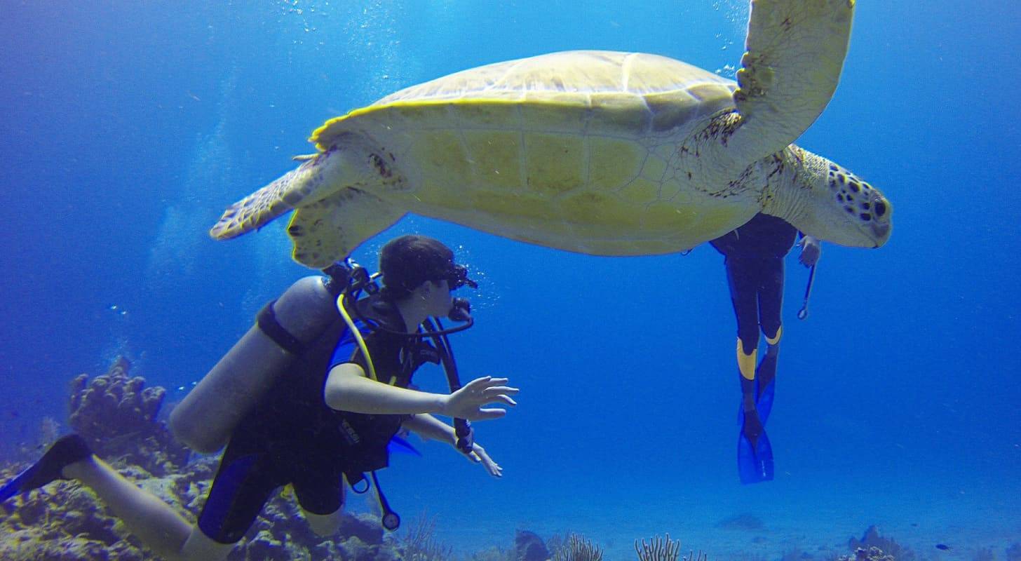Voyage à Rangiroa, plongée avec des tortues dans les eaux cristallines