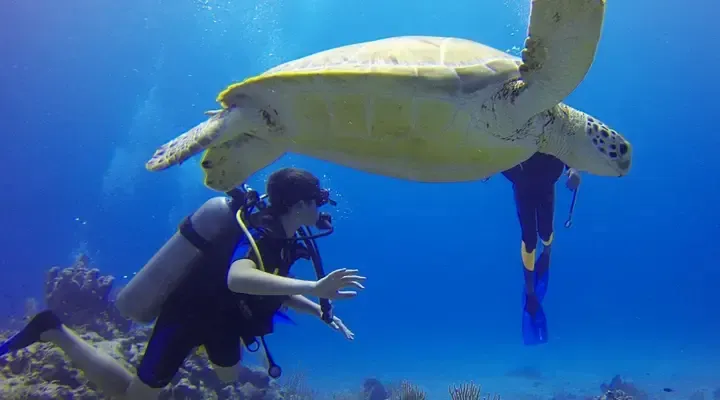 Plongée avec des tortues à Rangiroa Voyage à Rangiroa, plongée avec des tortues dans les eaux cristallines