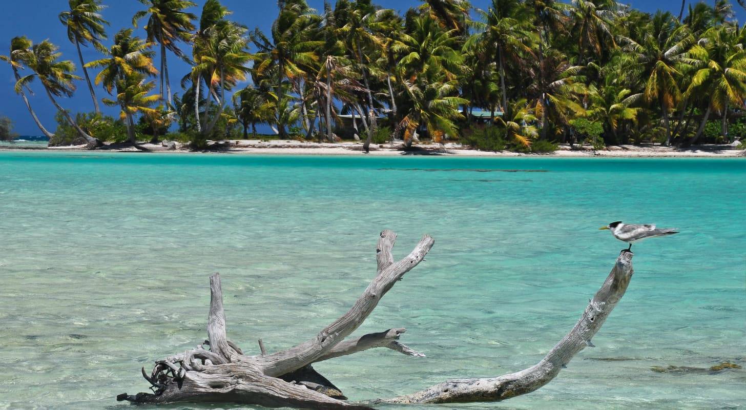 Billet d’avion pour Rangiroa, détente sur une plage paradisiaque