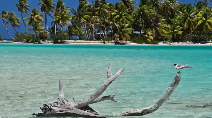 Une plage à Rangiroa Billet d’avion pour Rangiroa, détente sur une plage paradisiaque