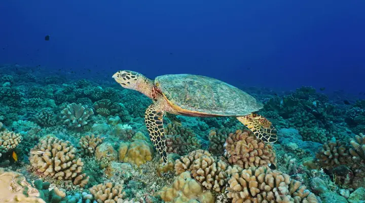 Plongée sous marine avec une tortue Voyage en Polynésie française - séjour à Tikehau