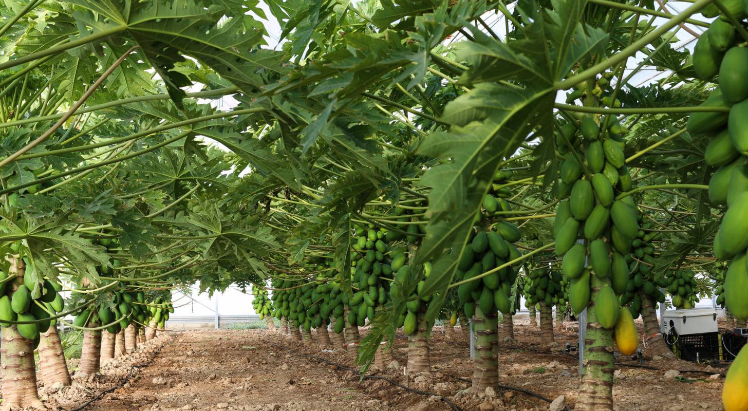 Embarquez pour Tubuai et dégustez le fruit exotique par excellence de l’île : La papaye
