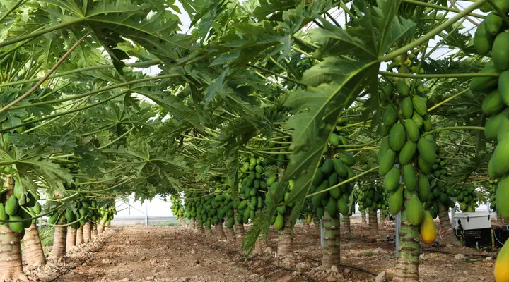 Culture de papayes Embarquez pour Tubuai et dégustez le fruit exotique par excellence de l’île : La papaye