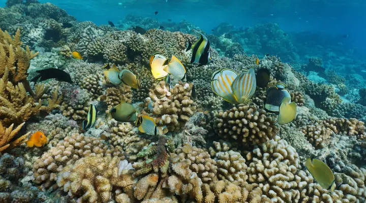 Plongée dans les eaux turquoises Billet d’avion Tubuai en Polynésie