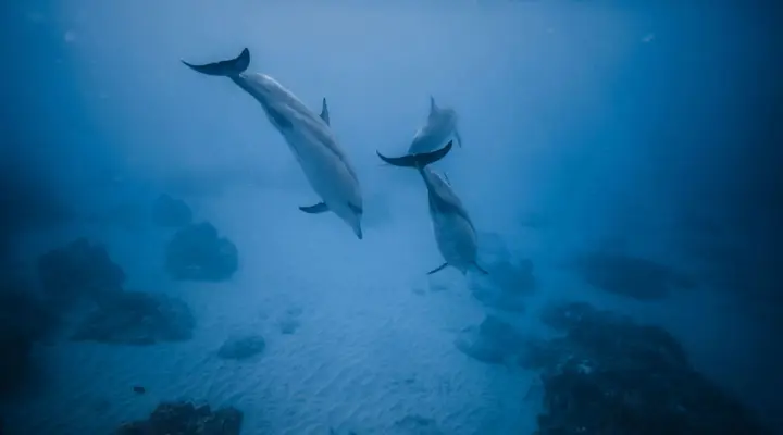 Observation de dauphins en Polynésie Billet d’avion pour Tureia en Polynésie française