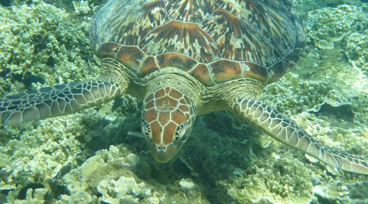 Nager avec les tortues en Polynésie Billets d'avion à destination de la Polynésie