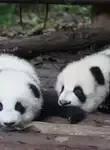 Vol Chengdu