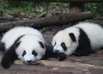 Vol pas cher pour voir des pandas près de Chengdu, Chine