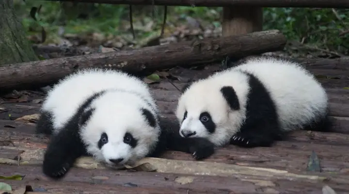 Vol pas cher pour voir des pandas près de Chengdu, Chine Vol pas cher pour voir des pandas près de Chengdu, Chine