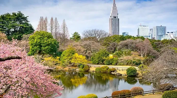 Vol pas cher pour Tokyo, flânez dans le parc Shinjuku Gyoen Vol pas cher pour Tokyo, flânez dans le parc Shinjuku Gyoen