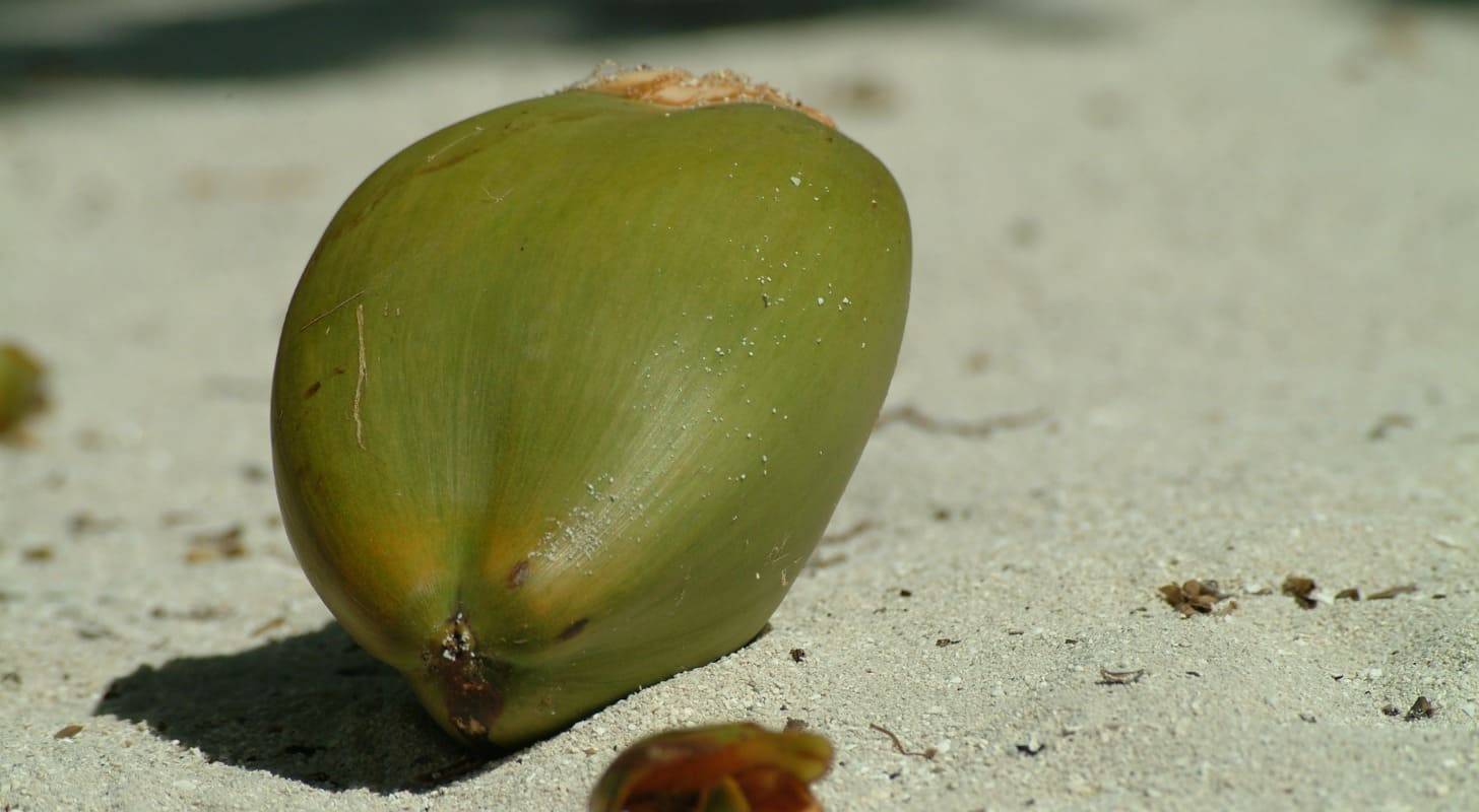 Voyage à Malé, dégustation d’une noix de coco sur une plage ensoleillée