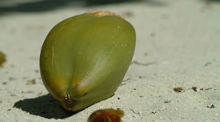 Une noix de coco sur une plage de Malé Voyage à Malé, dégustation d’une noix de coco sur une plage ensoleillée