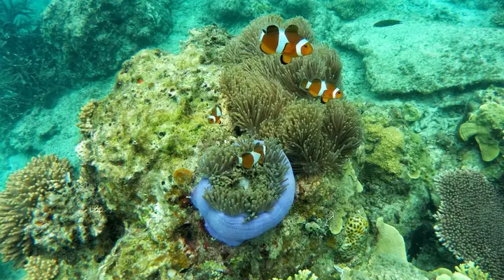 Découverte des fonds marins des Maldives au départ de Malé Billet d’avion pour Malé, découverte des fonds marins maldiviens