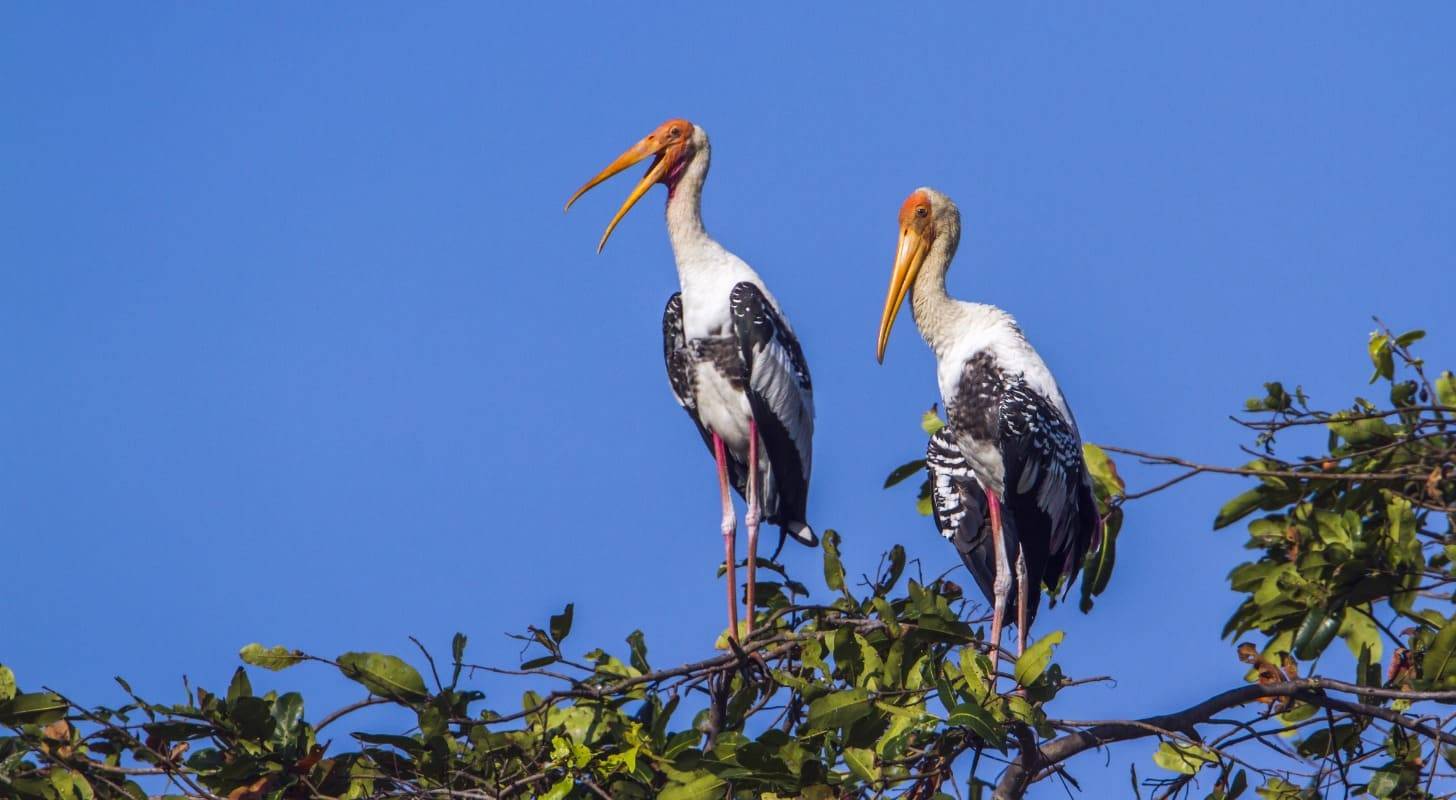 Billet d’avion pour Arugam Bay, safari au parc national de Kumana
