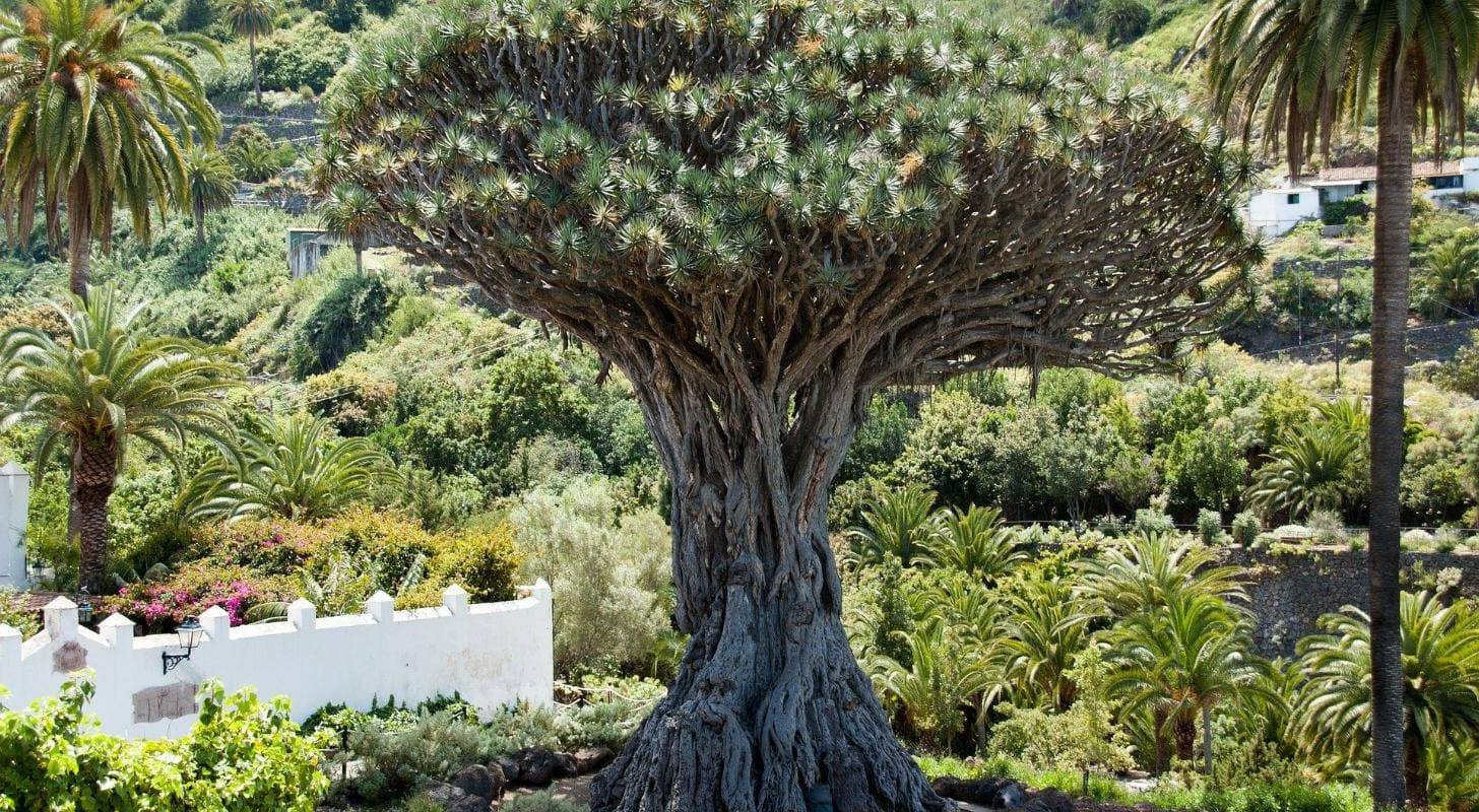 Réservez un vol pas cher pour Las Palmas de Gran Canaria et découvrez le fameux dragonnier de Las Palmas