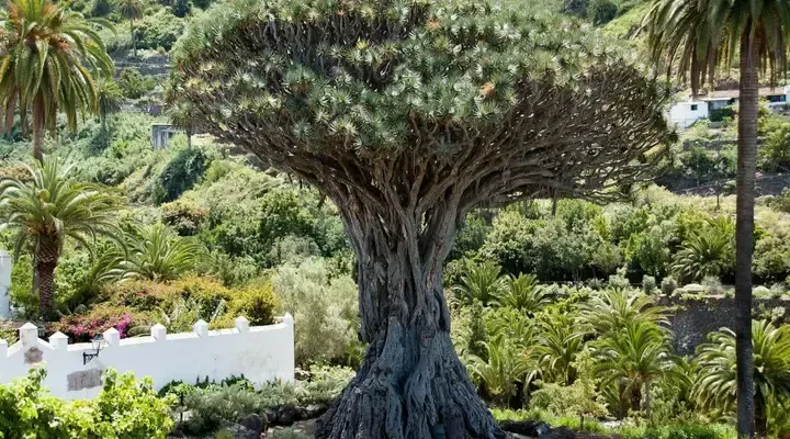 Un dragonnier, arbre typique des Grandes Canaries Réservez un vol pas cher pour Las Palmas de Gran Canaria et découvrez le fameux dragonnier de Las Palmas