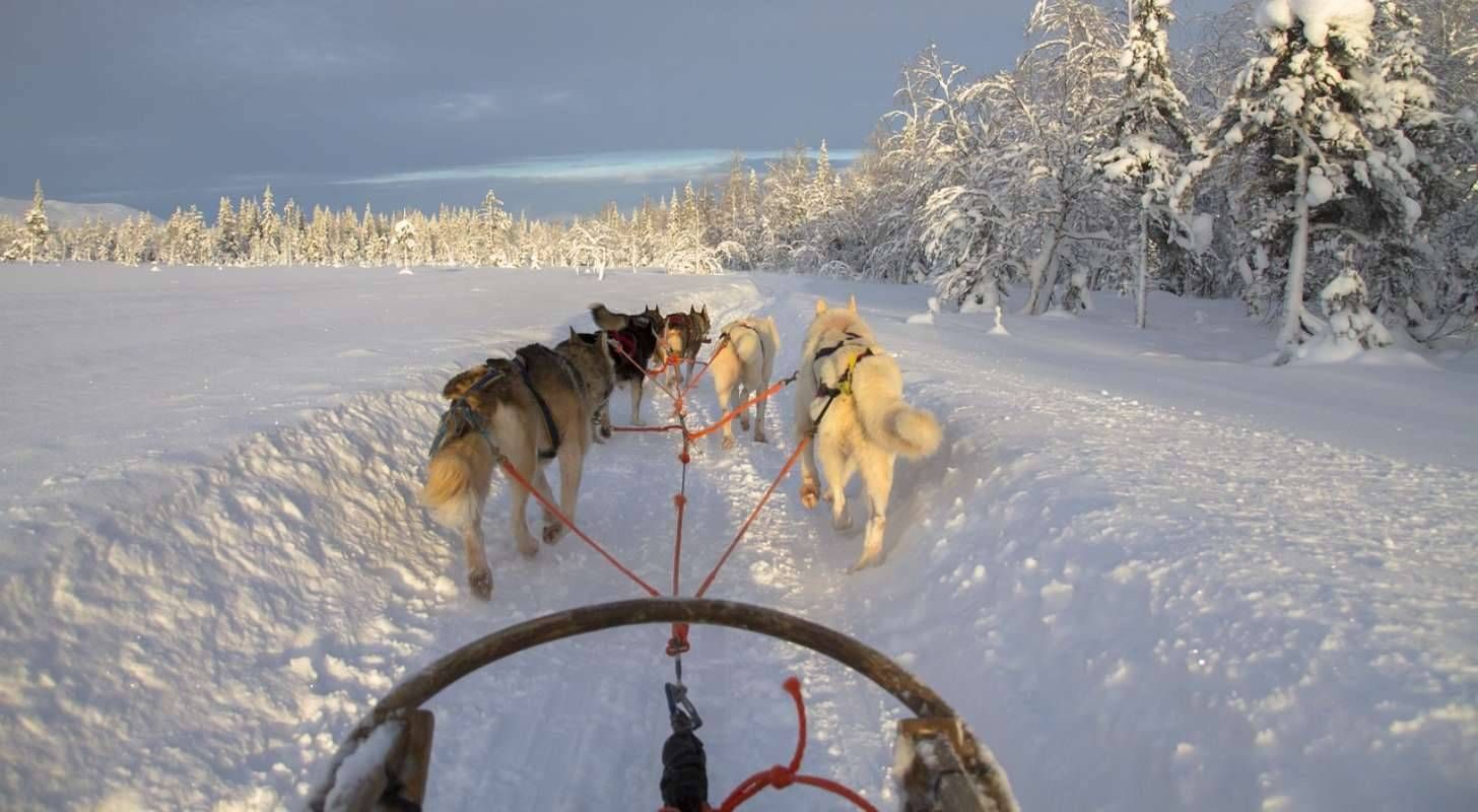 Voyage à Kittilä au meilleur prix pour une balade en chiens de traîneau
