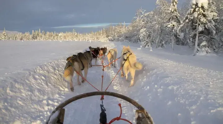 Balade en chiens de traineau en Finlande Voyage à Kittilä au meilleur prix pour une balade en chiens de traîneau