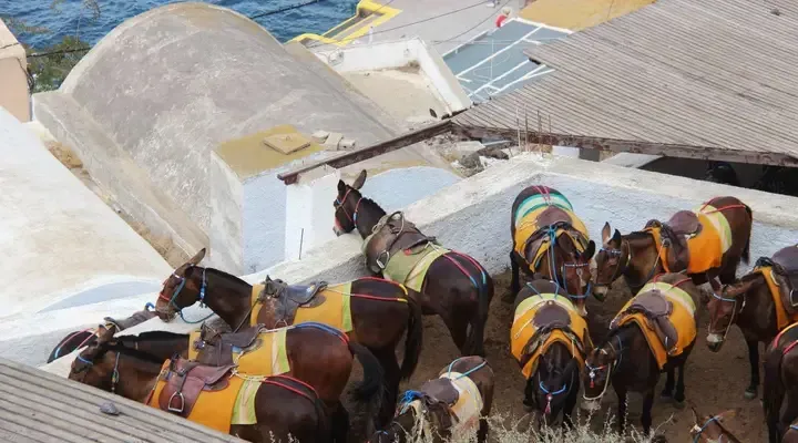 Une balade à dos d'ânes à Thira Réservez votre voyage à Santorin au meilleur prix et faites une balade à dos d'ânes à Thira
