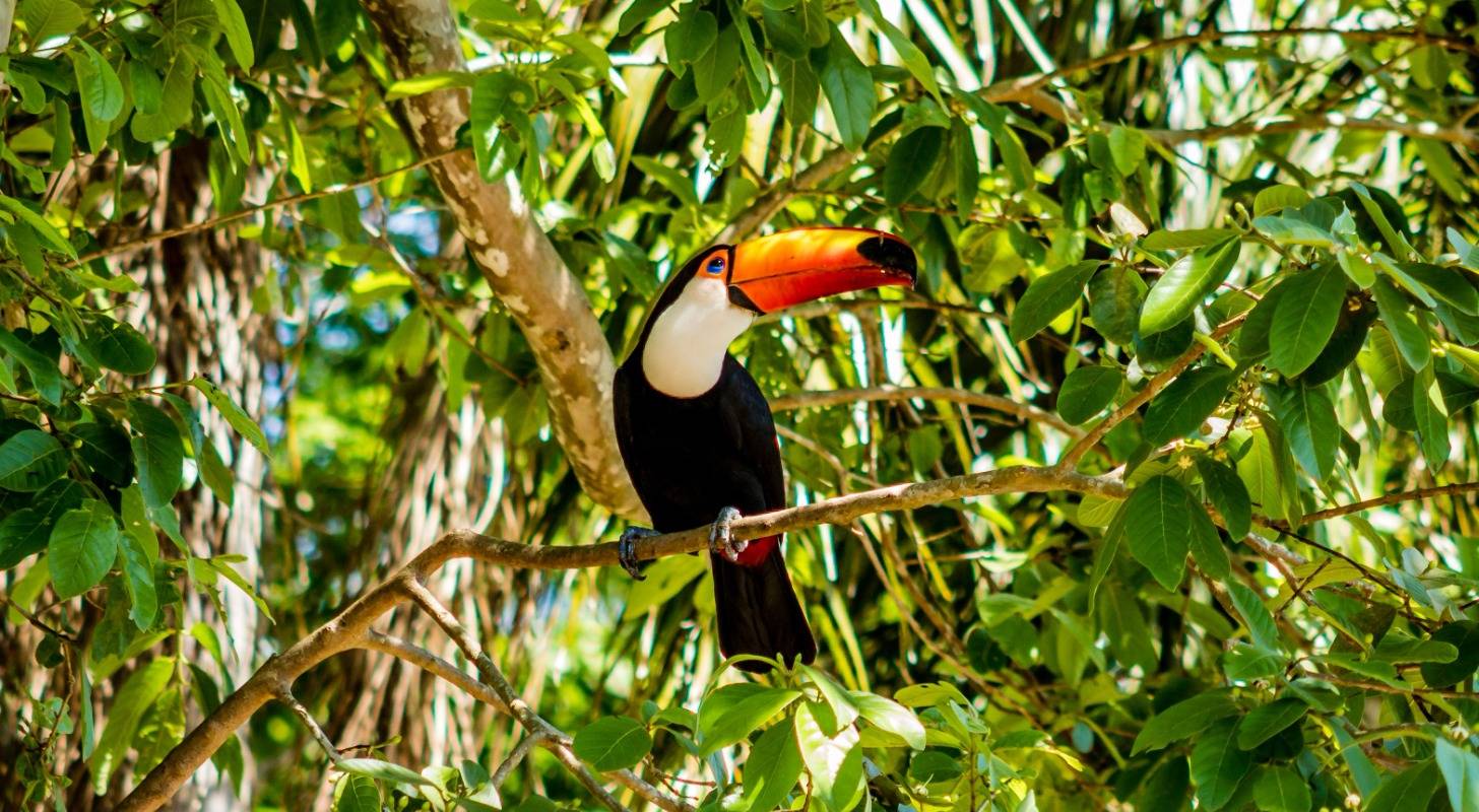 Toucan