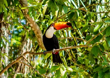 Toucan