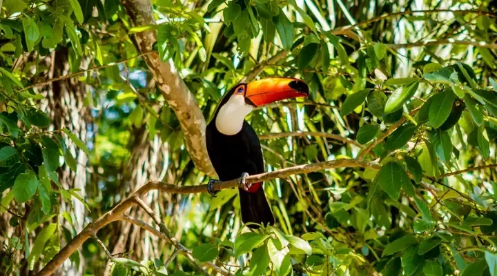 Toucan Toucan