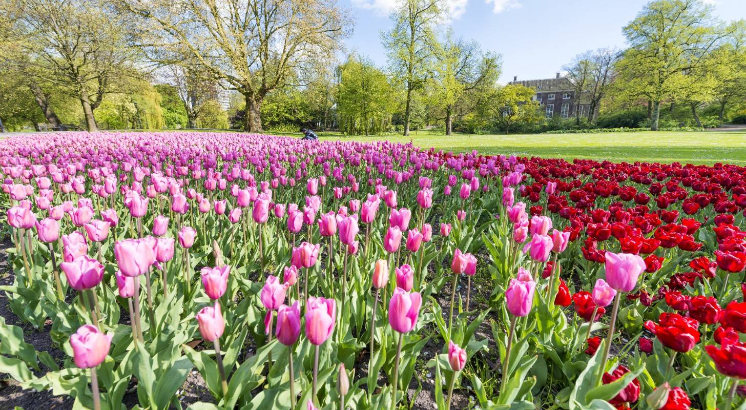 Billet d'avion pour Rotterdam, découvrez architecture et tulipes
