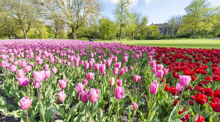 Un champ de tulipes fleuries près de Rotterdam Billet d'avion pour Rotterdam, découvrez architecture et tulipes