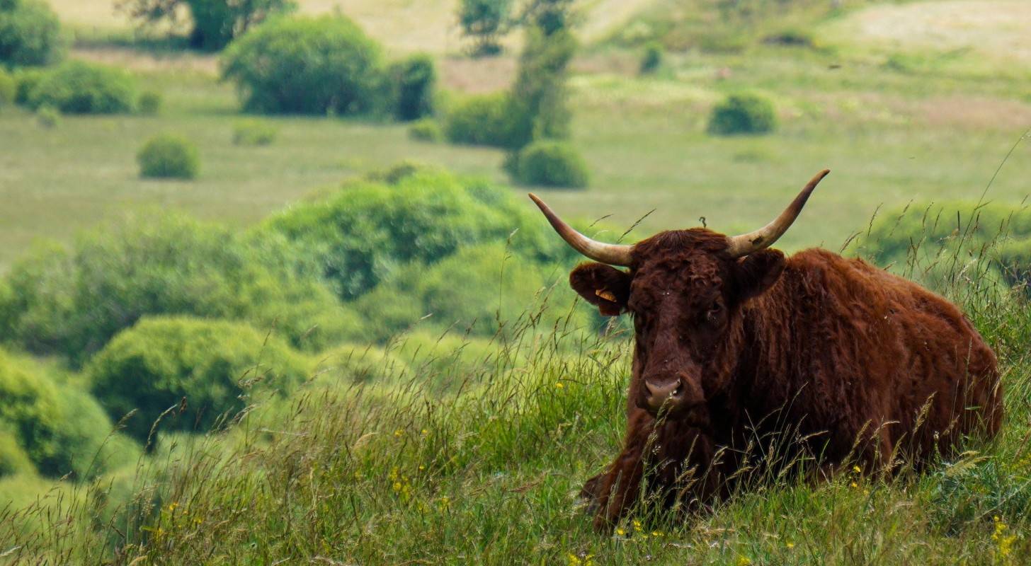 Découvrez la vache Salers dans le Cantal, réservez votre vol pas cher pour Aurillac
