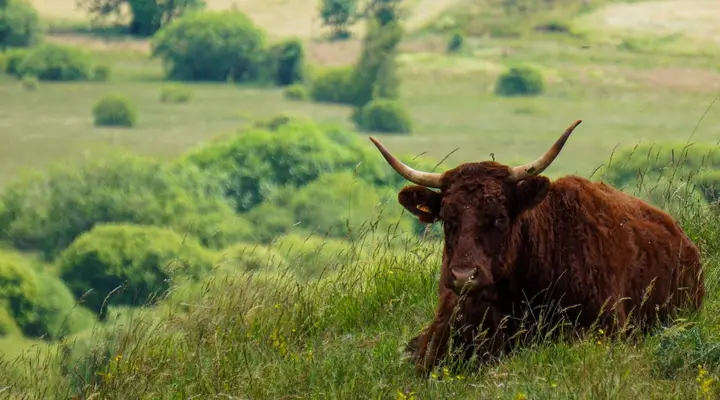 Découvrez la vache Salers dans le Cantal, réservez votre vol pas cher pour Aurillac Découvrez la vache Salers dans le Cantal, réservez votre vol pas cher pour Aurillac