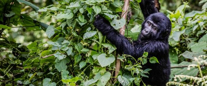 Vol pas cher Ouganda, visite de parcs animaliers.