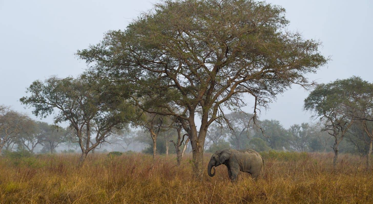 Vol pas cher pour le Bénin, rencontre avec un éléphant dans la savane