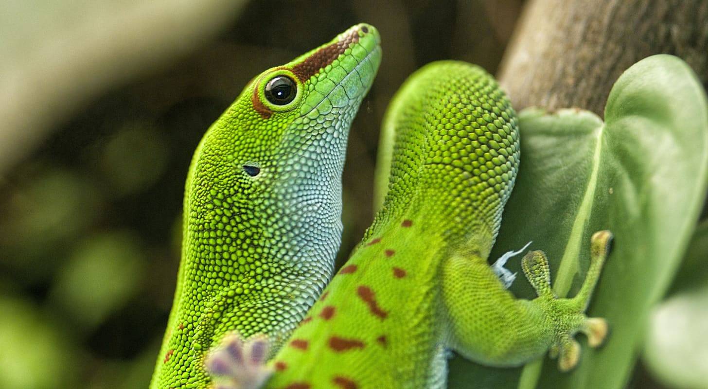Voyage aux Comores, observation du lézard vert phelsuma
