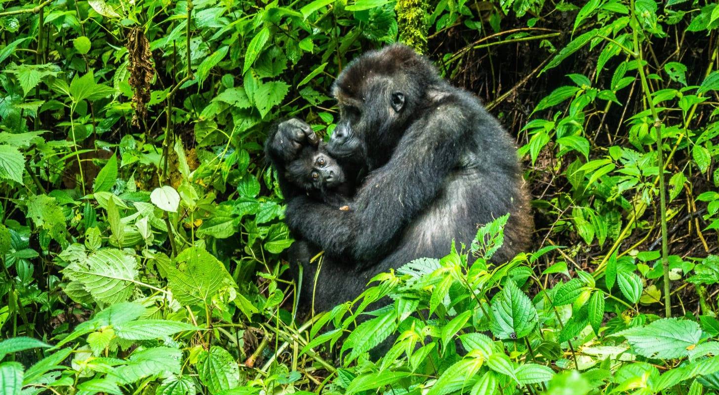 Vol pas cher pour le Congo, observation d’une mère gorille avec son petit