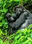 Vol pas cher Congo