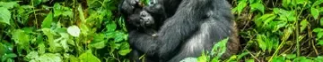 Congo