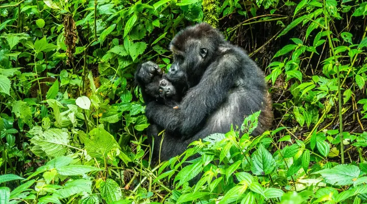 Une mère gorille épouillant son petit Vol pas cher pour le Congo, observation d’une mère gorille avec son petit