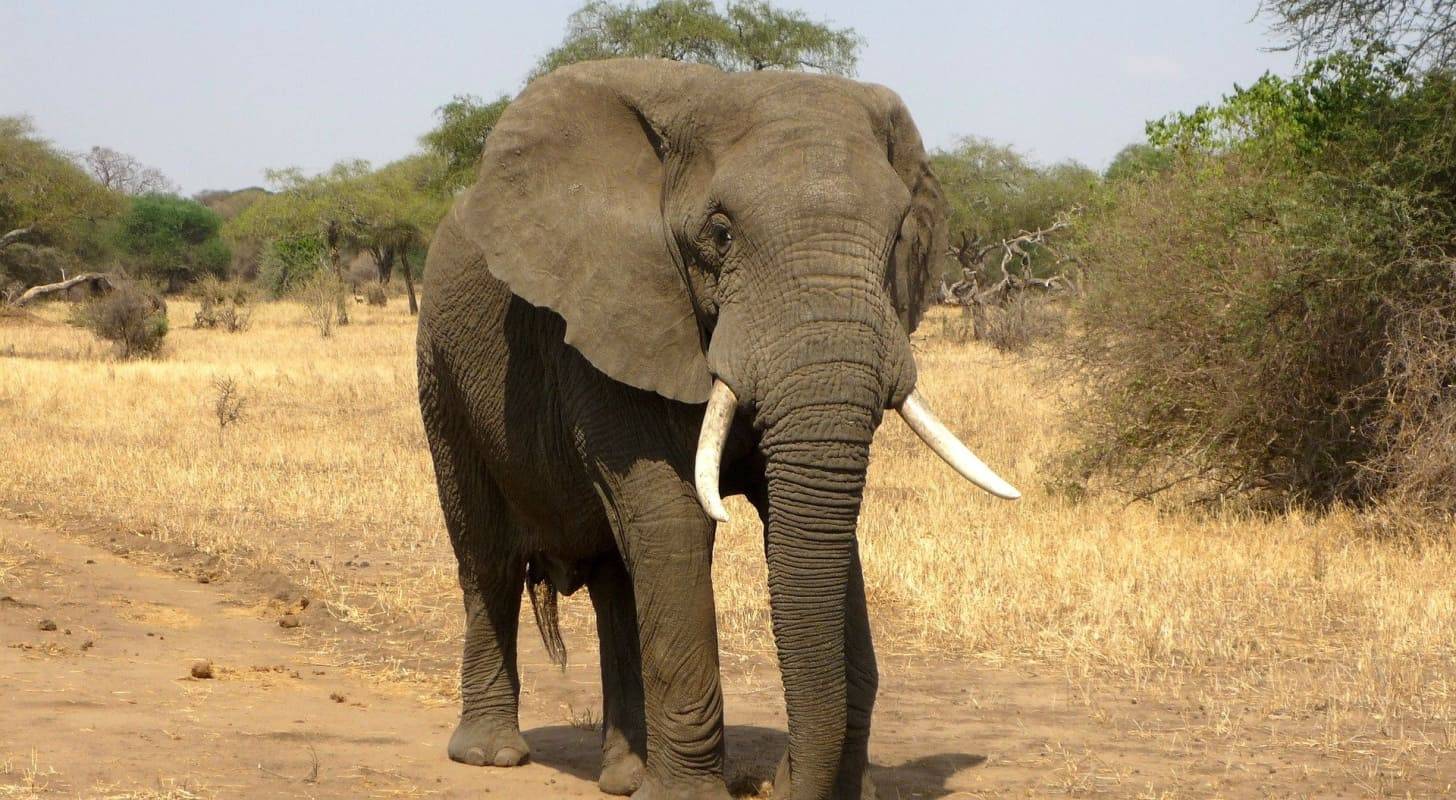 Voyage en Côte d'Ivoire, rencontre avec un éléphant