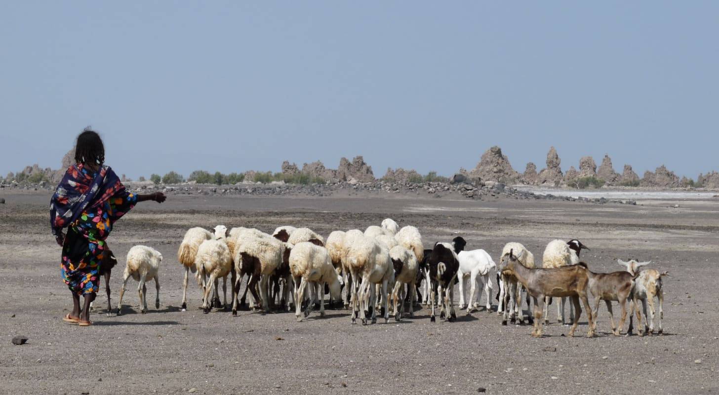 Vol pas cher pour Djibouti, rencontre avec un éleveur de chèvres