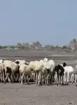 Vol pas cher Djibouti