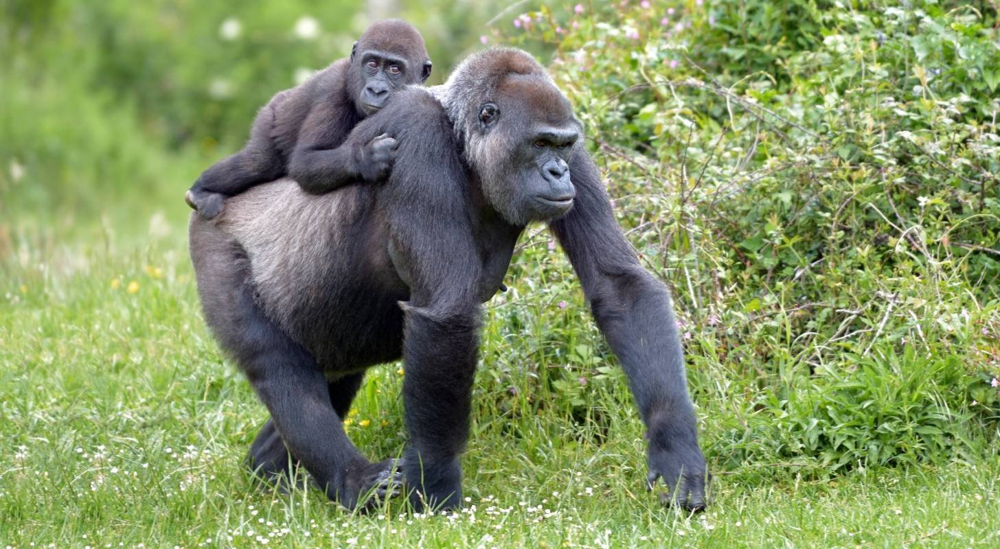 Voyage au Gabon, rencontre avec des gorilles