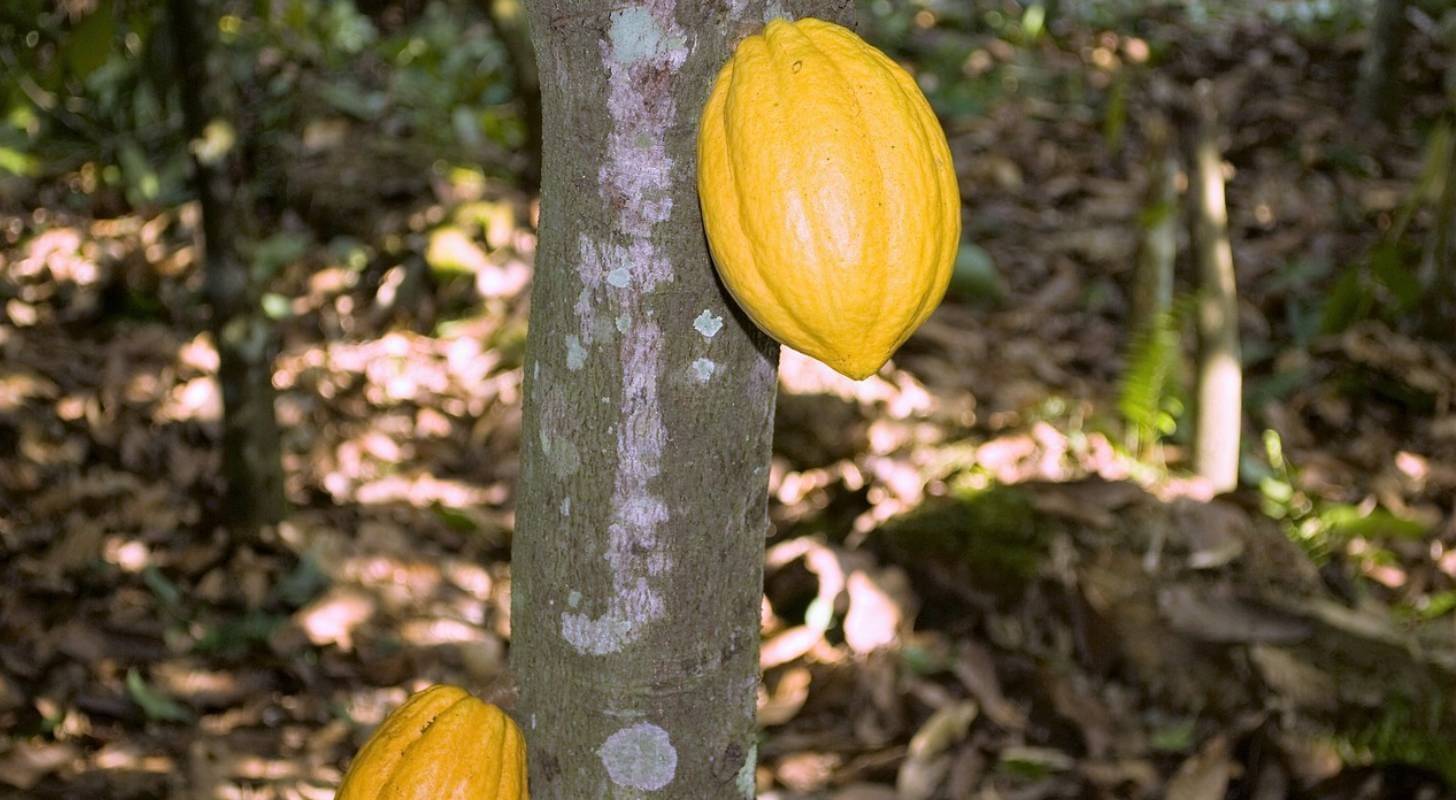 Billet d’avion pour le Ghana et découverte des fèves de cacao dans les plantations locales