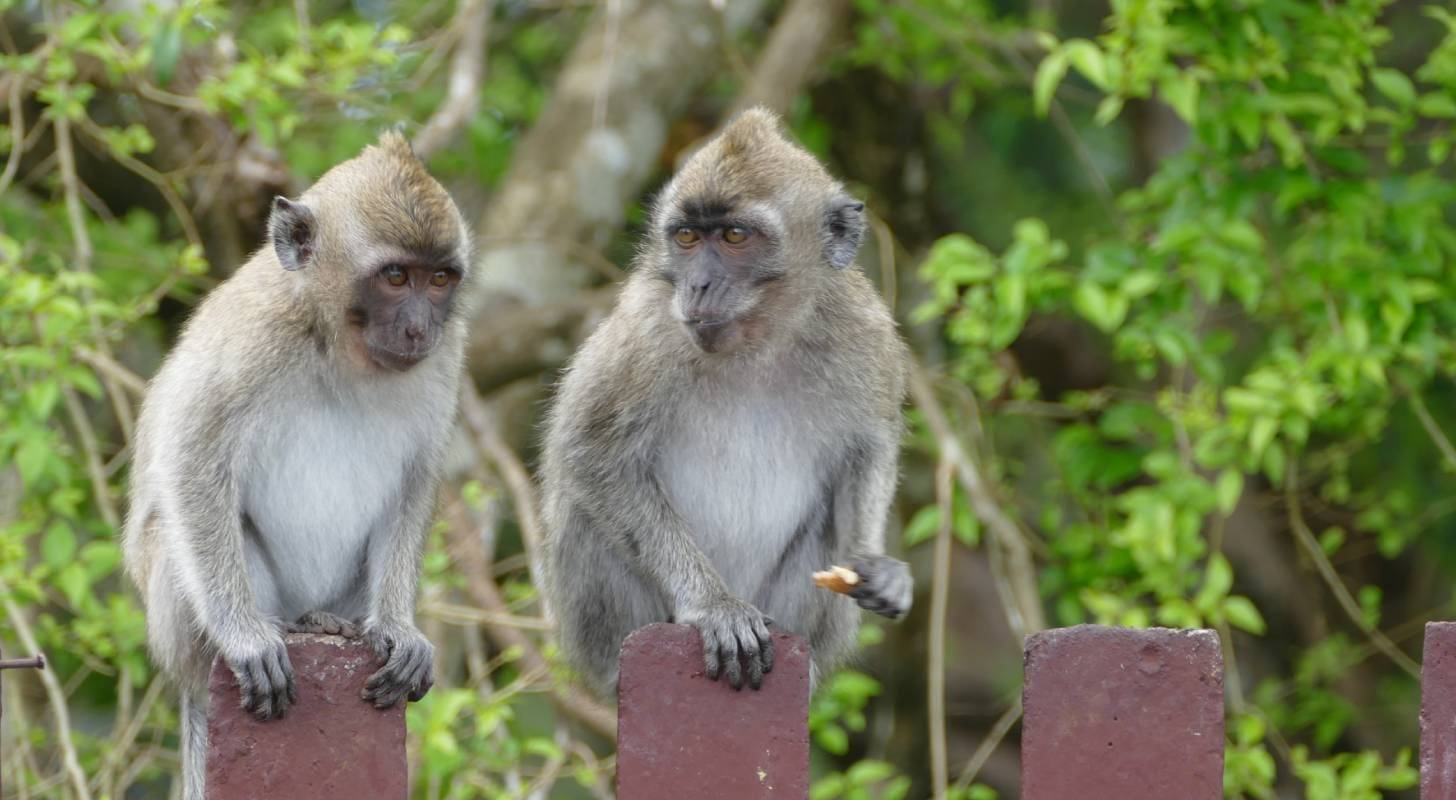 Billet d’avion pour l'île Maurice, rencontre avec des singes en pleine nature