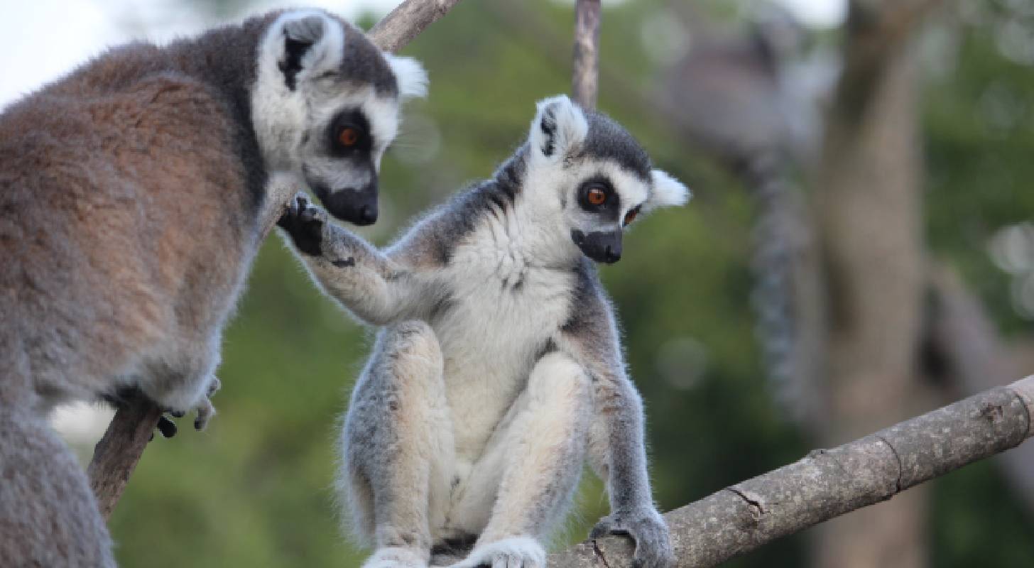 Vol pas cher pour Madagascar, à la découverte des lémuriens emblématiques