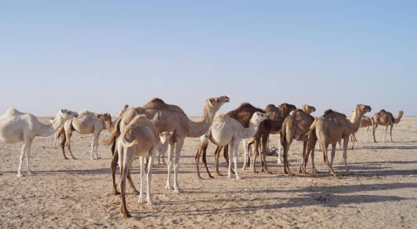 Vol pas cher pour la Mauritanie, dromadaires dans le désert
