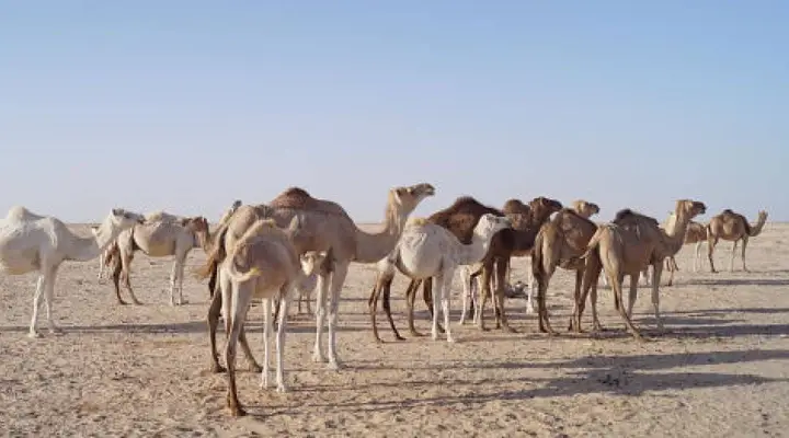 Des dromadaires dans le désert de Mauritanie Vol pas cher pour la Mauritanie, dromadaires dans le désert