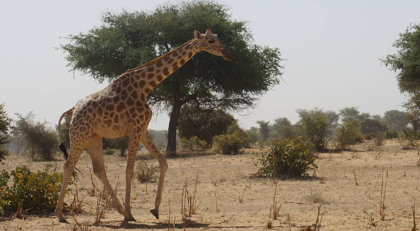 Voyage au Niger, observation d'une girafe au parc national W